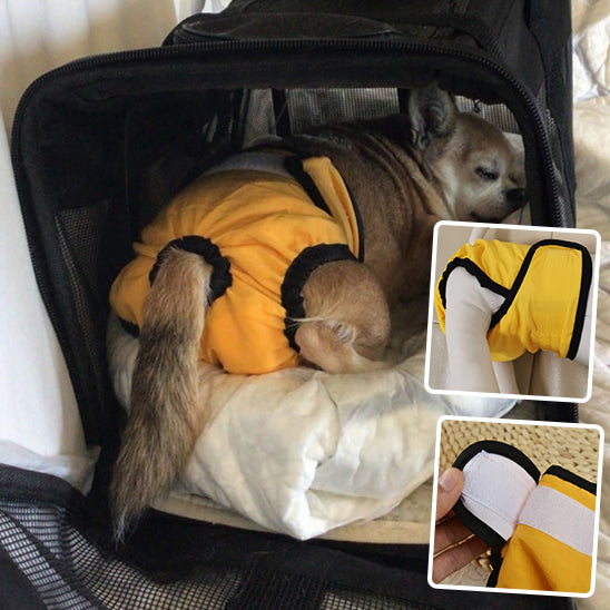 Couches chiens-bandeaux urine