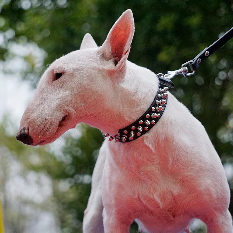 Collier de dressage pour chien- Collier anti morsure Plus