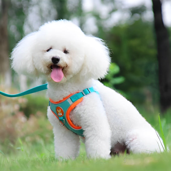 Harnais chien anti traction- VGEBY DOG