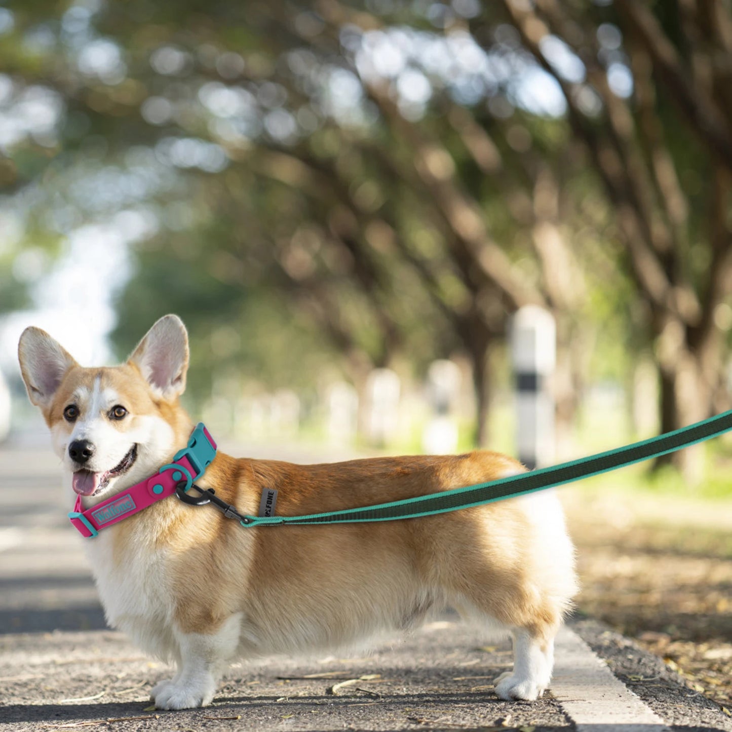 Laisse chien Altrapet Reflex
