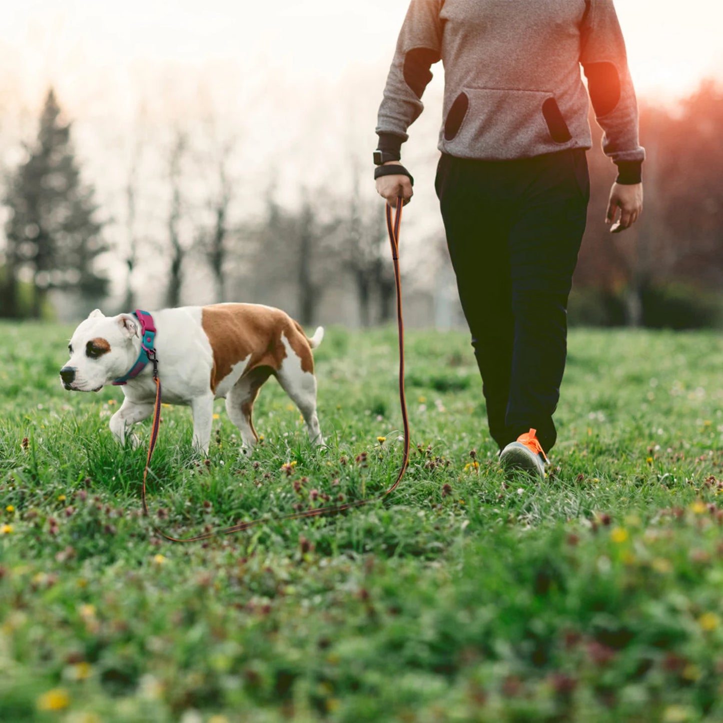 Laisse chien Altrapet Reflex