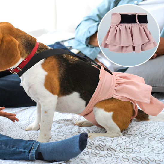 couches-chiens-robe-beagle
