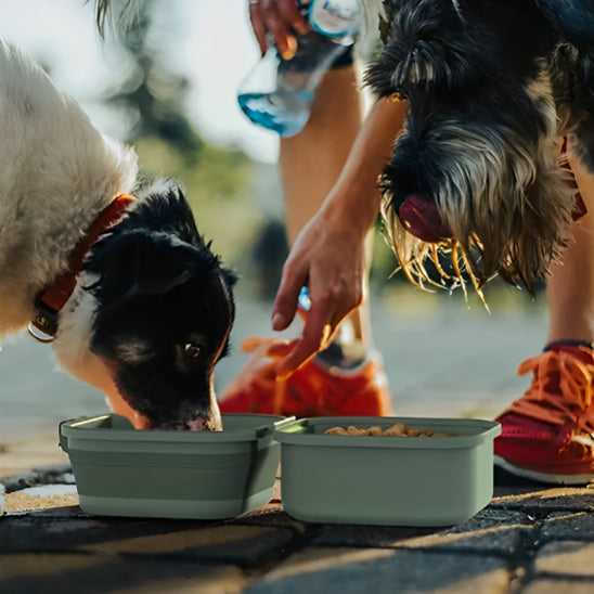 Gamelle chien - Portable pliable
