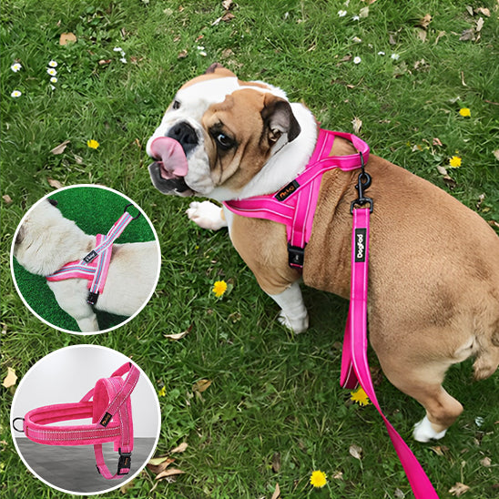 Harnais chien anti traction- No choking