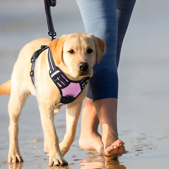 Harnais chien anti traction- True love