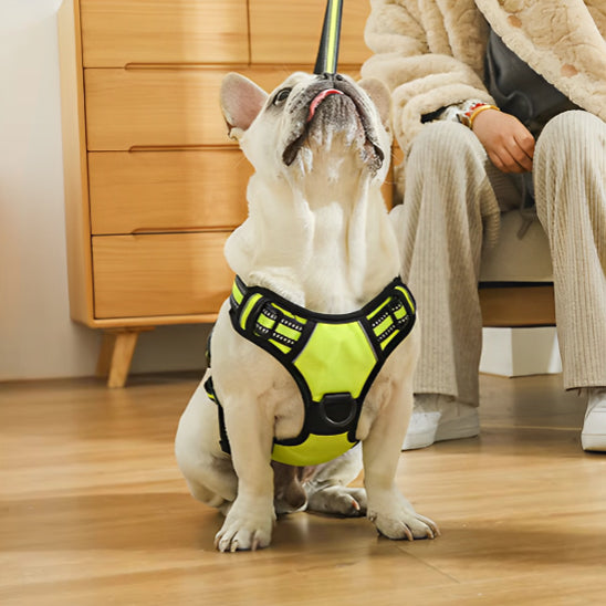Harnais chien anti traction- True love