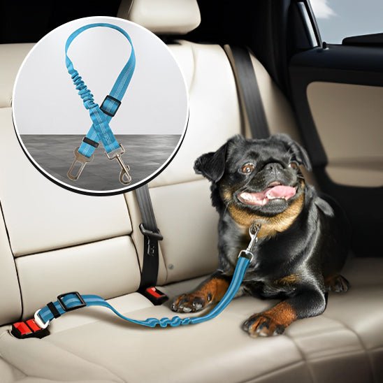 laisse pour chien avec absorption de chocs - Le Chihuahua Voyageur