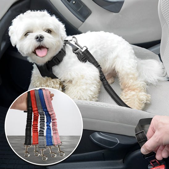 laisse pour chien avec absorption de chocs - Le Chihuahua Voyageur