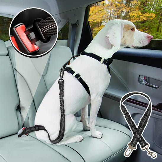 laisse pour chien avec absorption de chocs - Le Chihuahua Voyageur