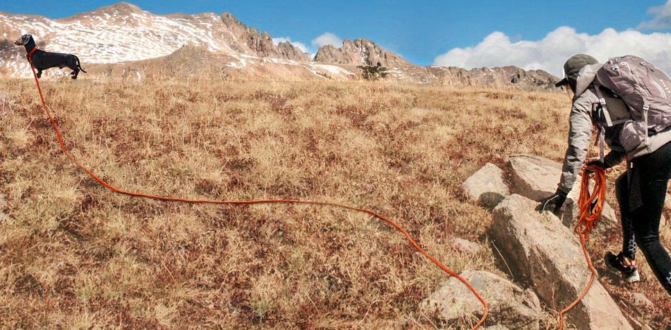 Longe pour chien - Educ Professionnel - Le Chihuahua Voyageur