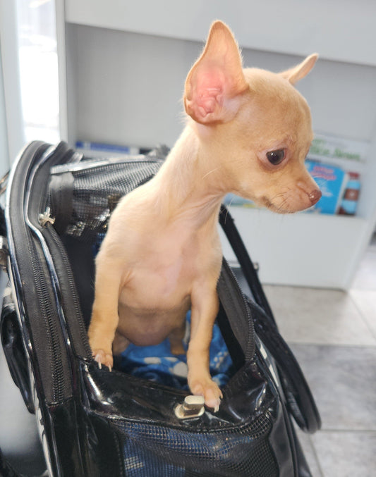 Sac de transport chien : Guide complet pour voyager avec votre compagnon