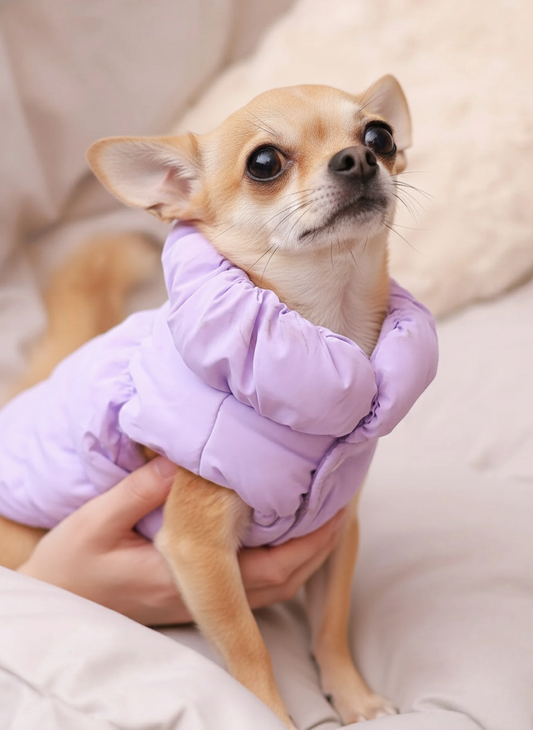 Manteau pour chien