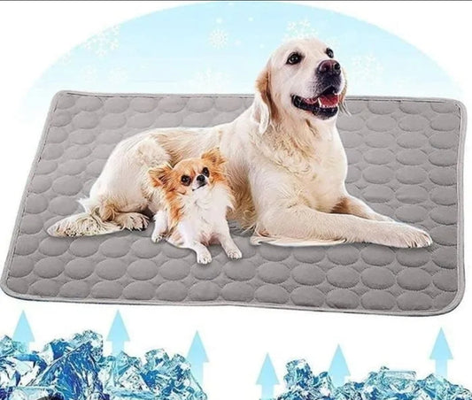 Chaleur et canicule pour votre chien - Quoi savoir et conseils experts