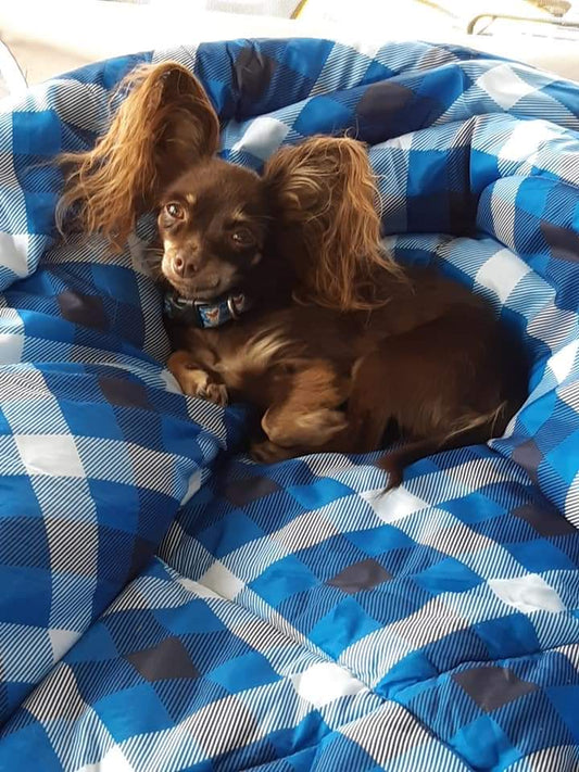 collier chien-meilleurs choix, entretiens et durabilité adapté pour votre chien - Le Chihuahua Voyageur