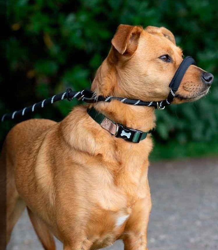 Muselière Anti-Traction | ComfortWalk