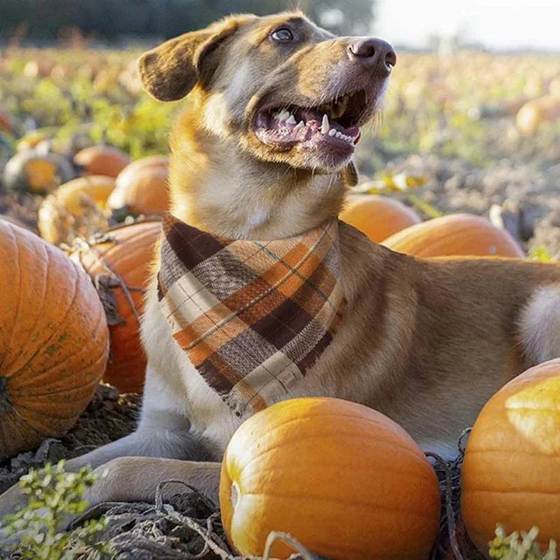 Bandana chien | Style Franges 2