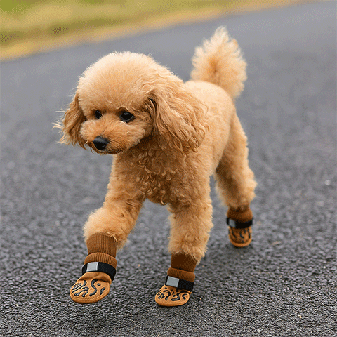 Chaussette pour chien | PattProtect