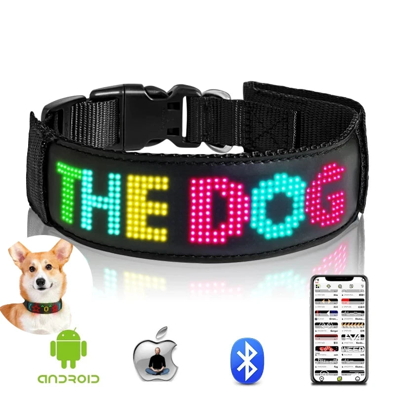Chien collier lumineux | SafePet 3