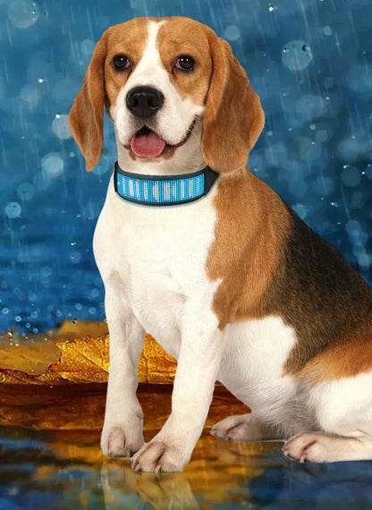 Chien collier lumineux  SafePet waterproof
