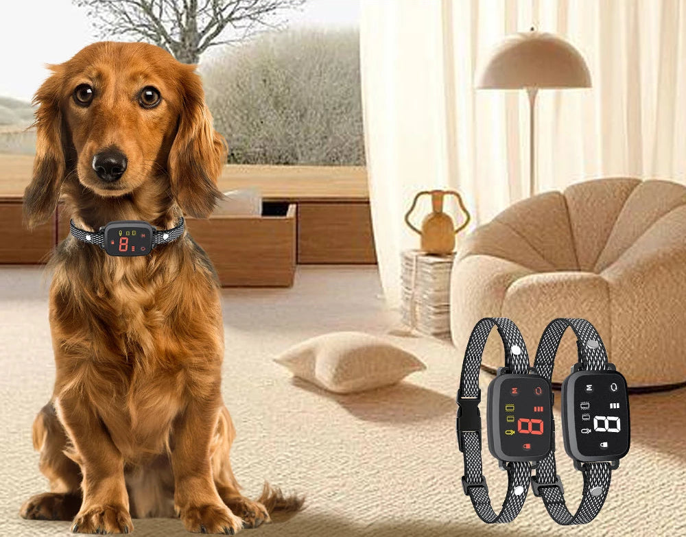 Collier chien anti aboiement | Intelligence Douce 4