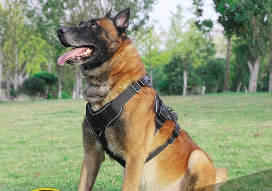 Harnais chien anti traction- Chest Strap Tactical