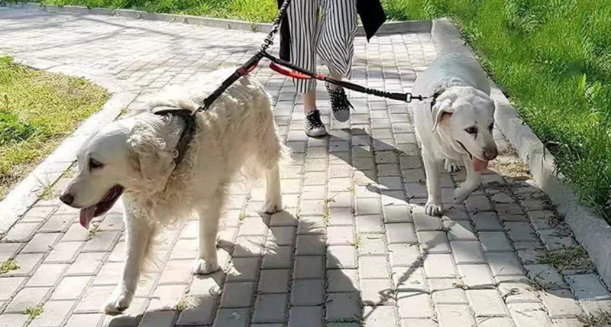 Laisse pour chien- Double rallonge anti-choc