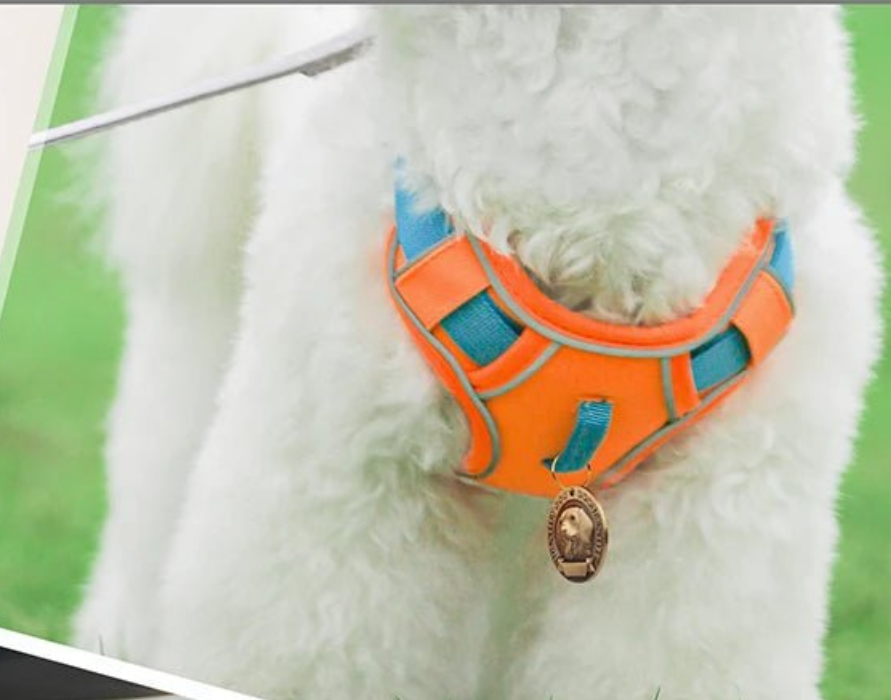 Harnais chien anti traction- Robuste Didog