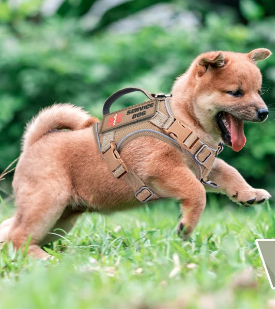 Harnais anti traction chien- EASTONG