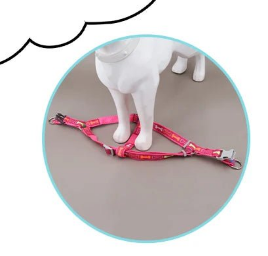 Harnais chien- Colorful bone tripod