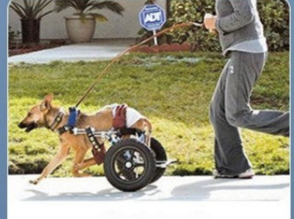 Harnais pour chien- Véhicule d'assistance