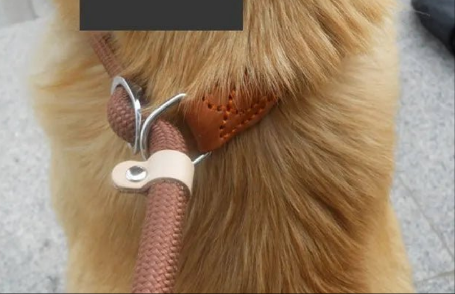 Laisse pour chien- P Chain Dog Leash Slip Collar