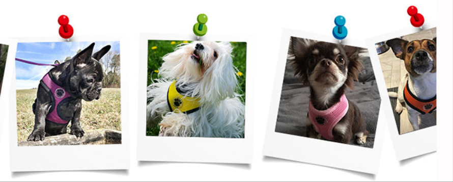 Harnais chien-LOVE Paw