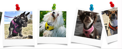 Harnais chien-LOVE Paw