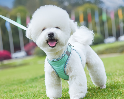 Harnais chien- Adventures Parfaites