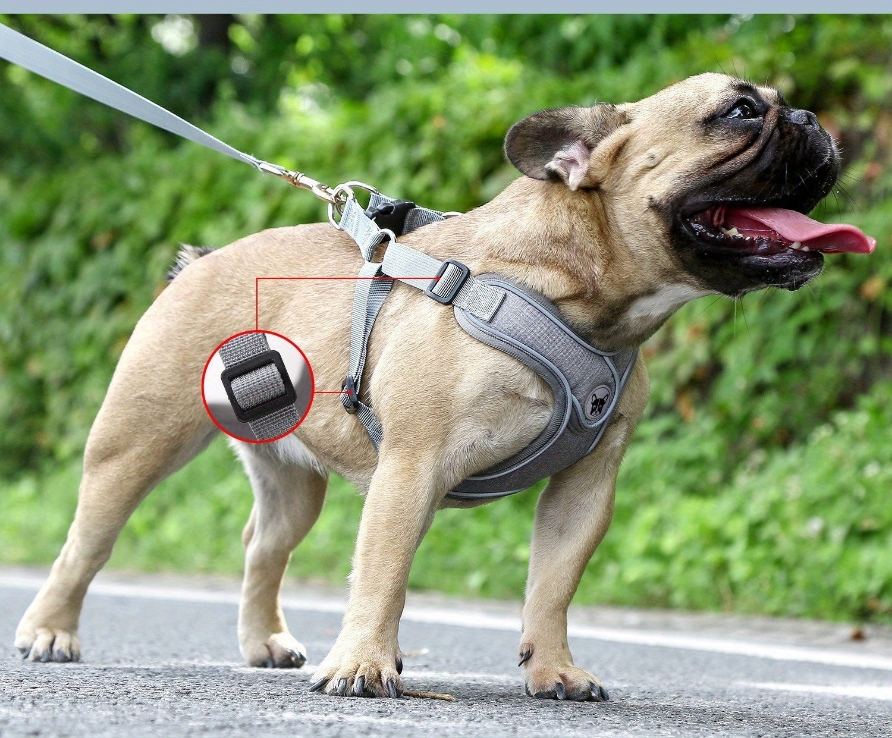 Laisse de chien- Bulldog Laisse- Harnais pour chien