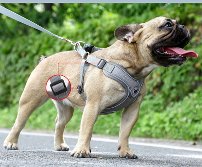 Laisse de chien- Bulldog Laisse- Harnais pour chien