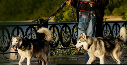 Laisse double pour chien- Taglory Reflective Dual