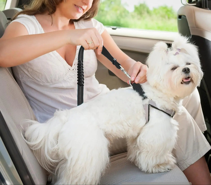 Laisse pour chien- Ceinture de sécurité pour chien GOYN