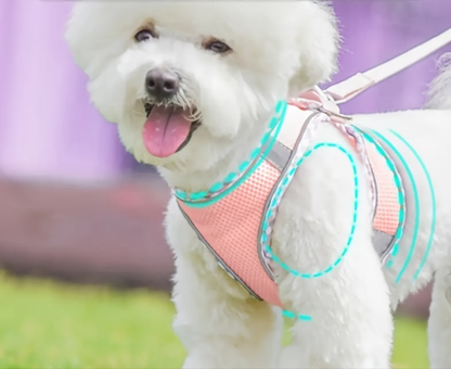 Harnais chien- Adventures Parfaites