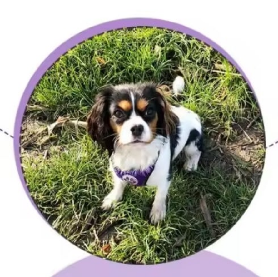 Laisse pour chien- Duo auto Pratico