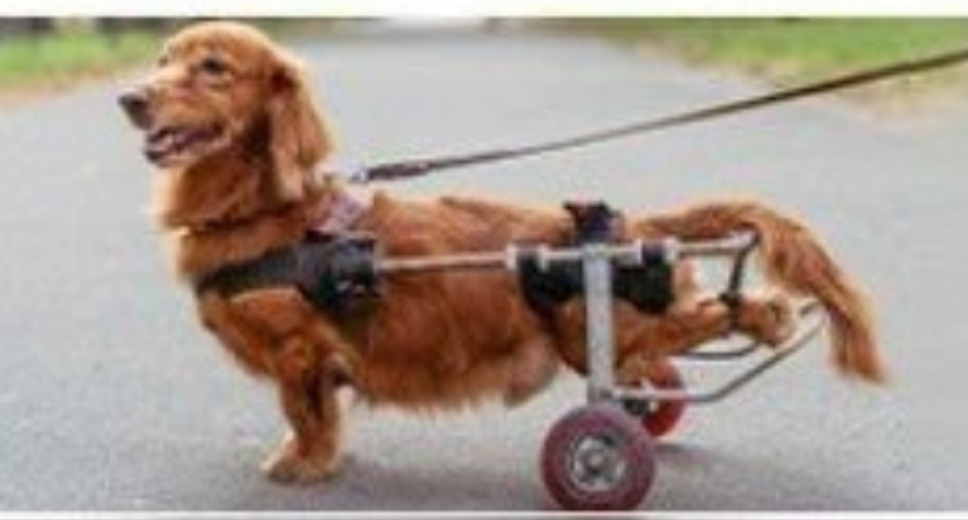 Harnais pour chien- Véhicule d'assistance