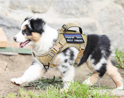 Harnais anti traction chien- EASTONG