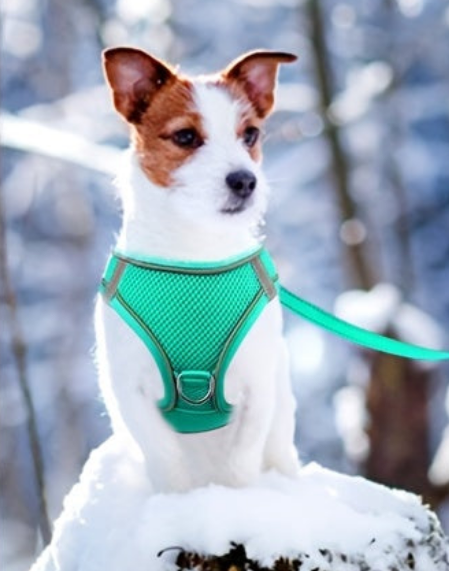 Laisse pour chien- Joytale Reflective Laisse- Harnais