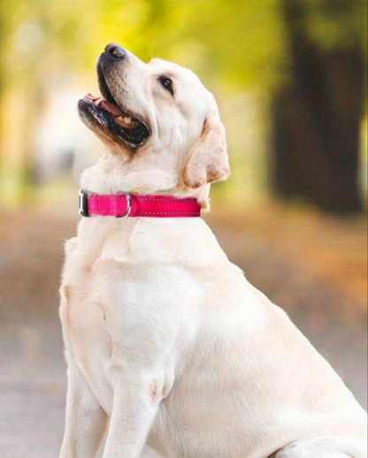 Collier chien- JOYTALE High-Visibility Reflective