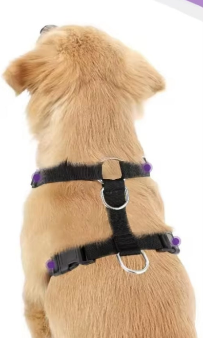 Laisse pour chien- Duo auto Pratico