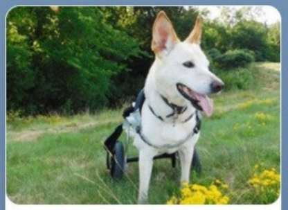 Harnais pour chien- Véhicule d'assistance