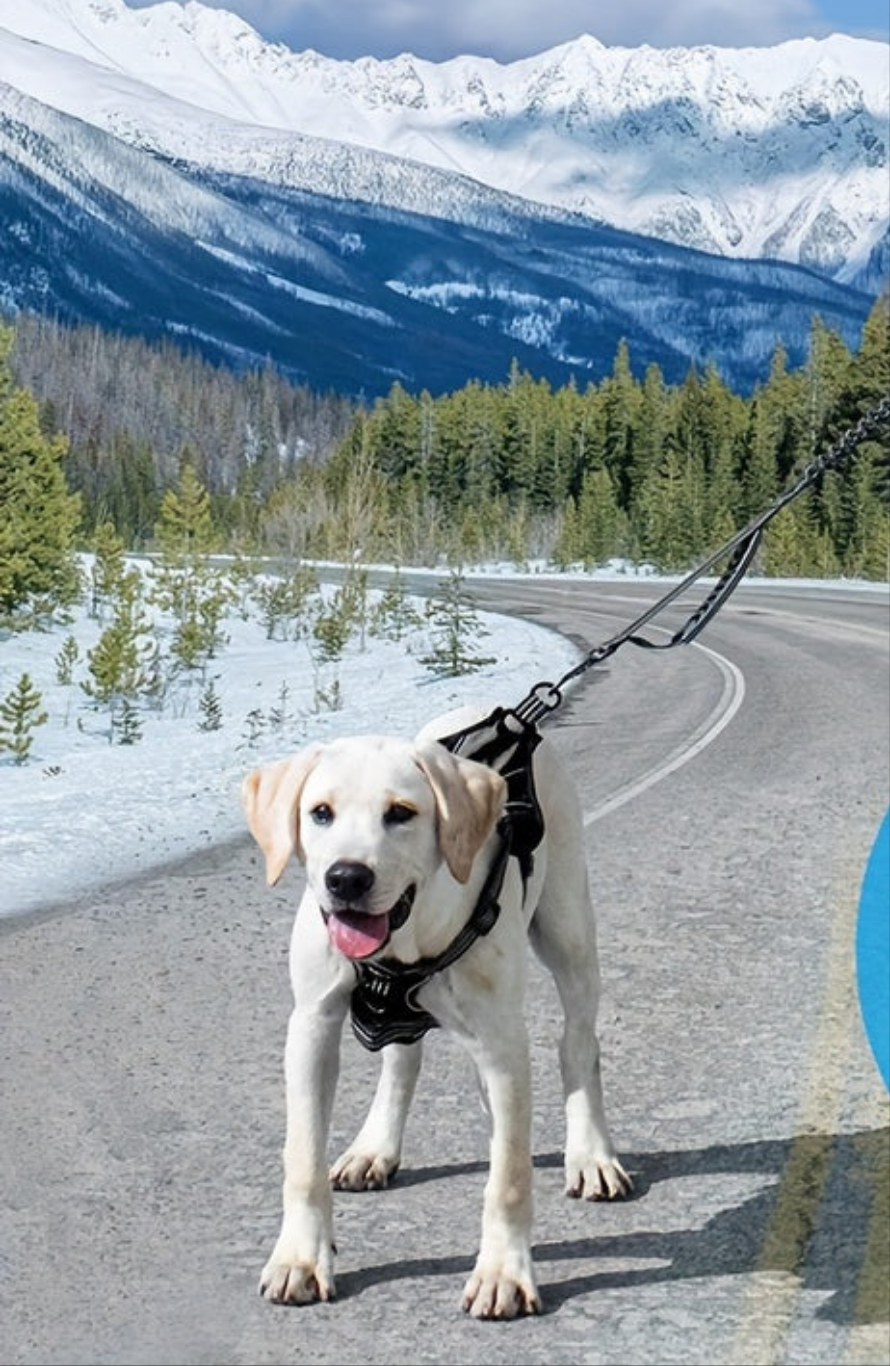 Laisse de chien- Bungee anti traction