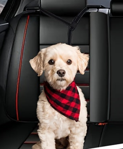 Laisse de chien- Bungee anti traction