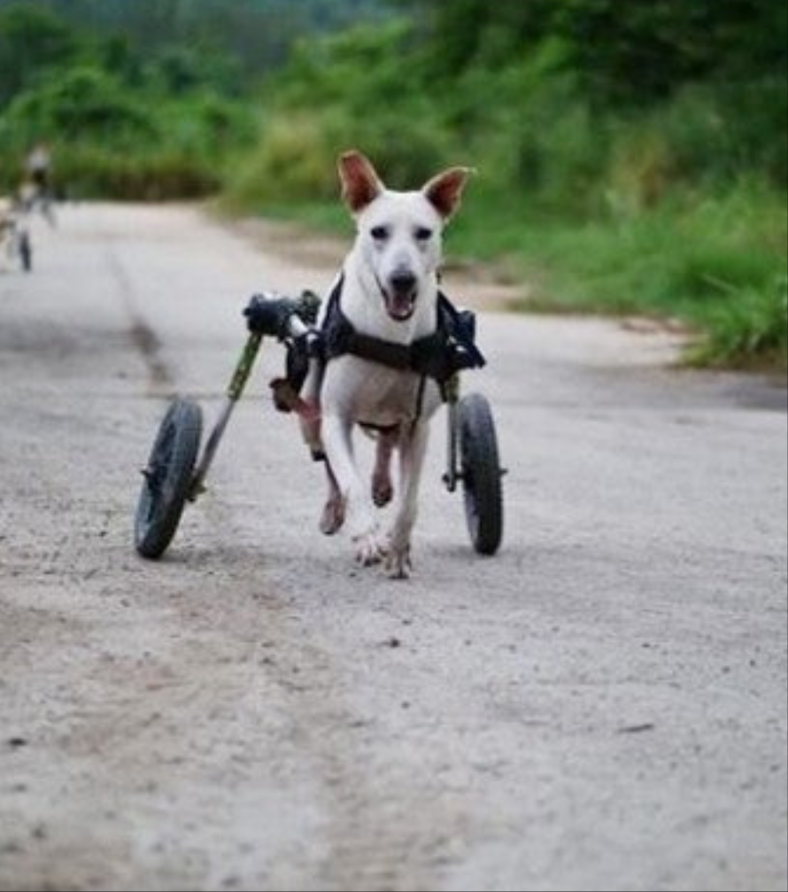 Harnais pour chien- Véhicule d'assistance