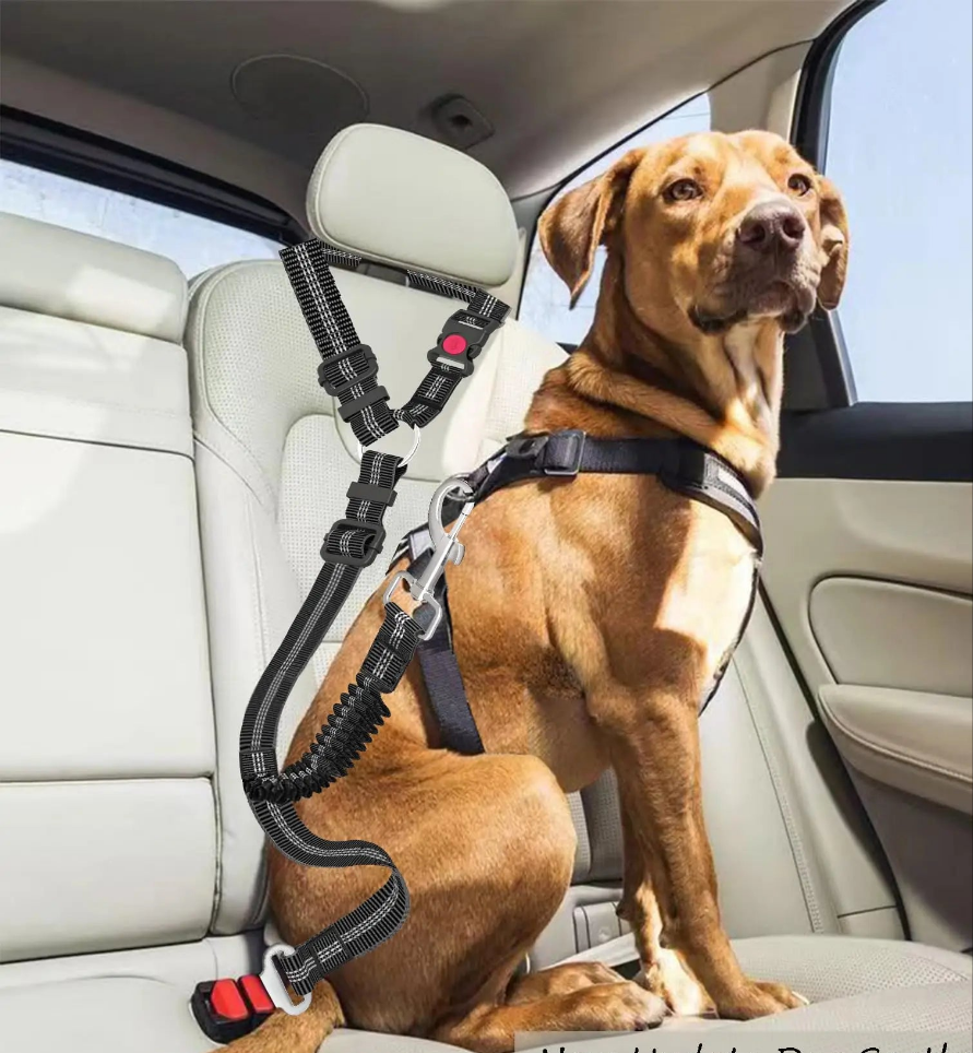 Laisse pour chien- Ceinture de sécurité pour chien GOYN